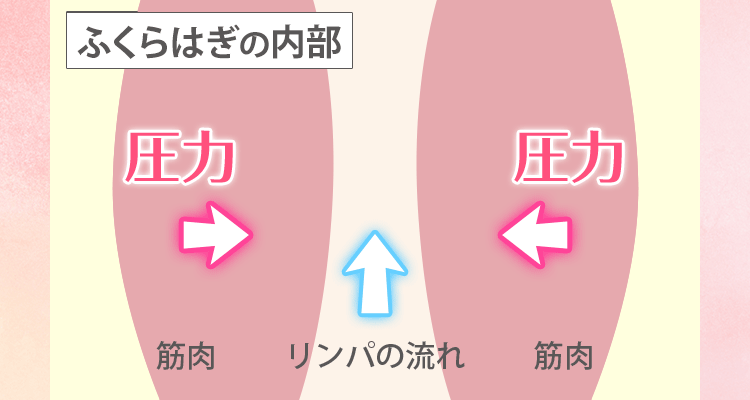 ふくらはぎ内部